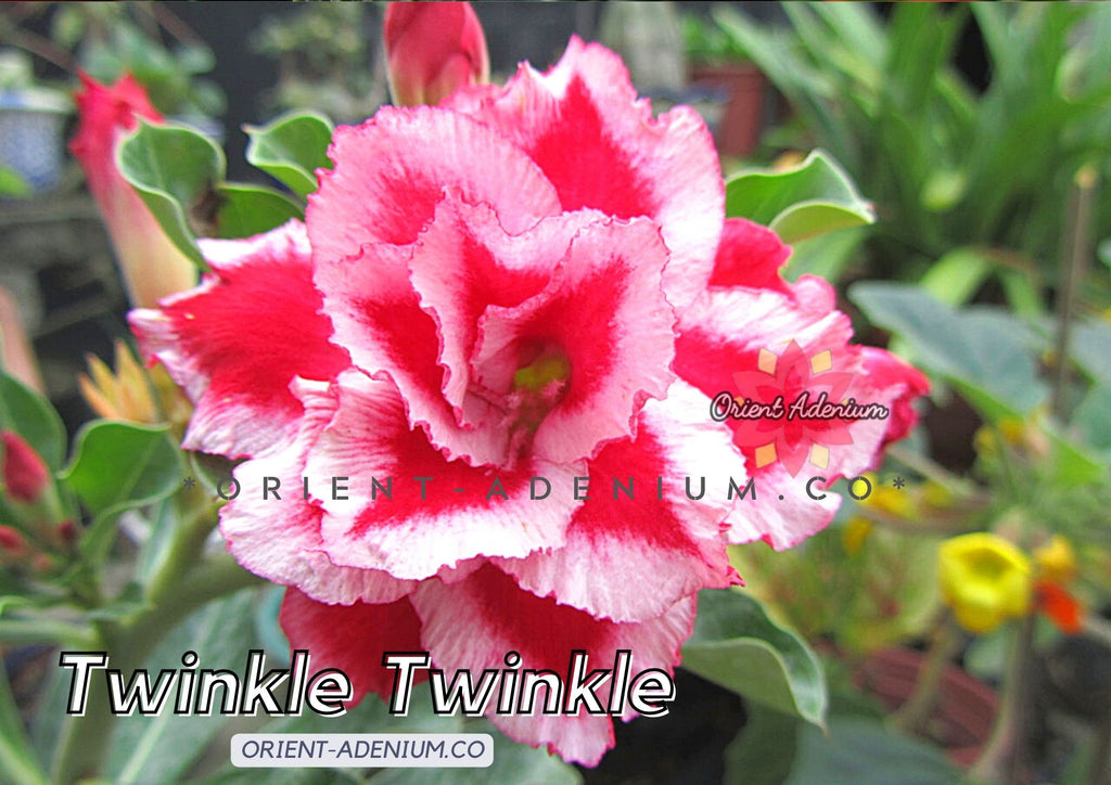 Adenium obesum Twinkle Twinkle Grafted plant