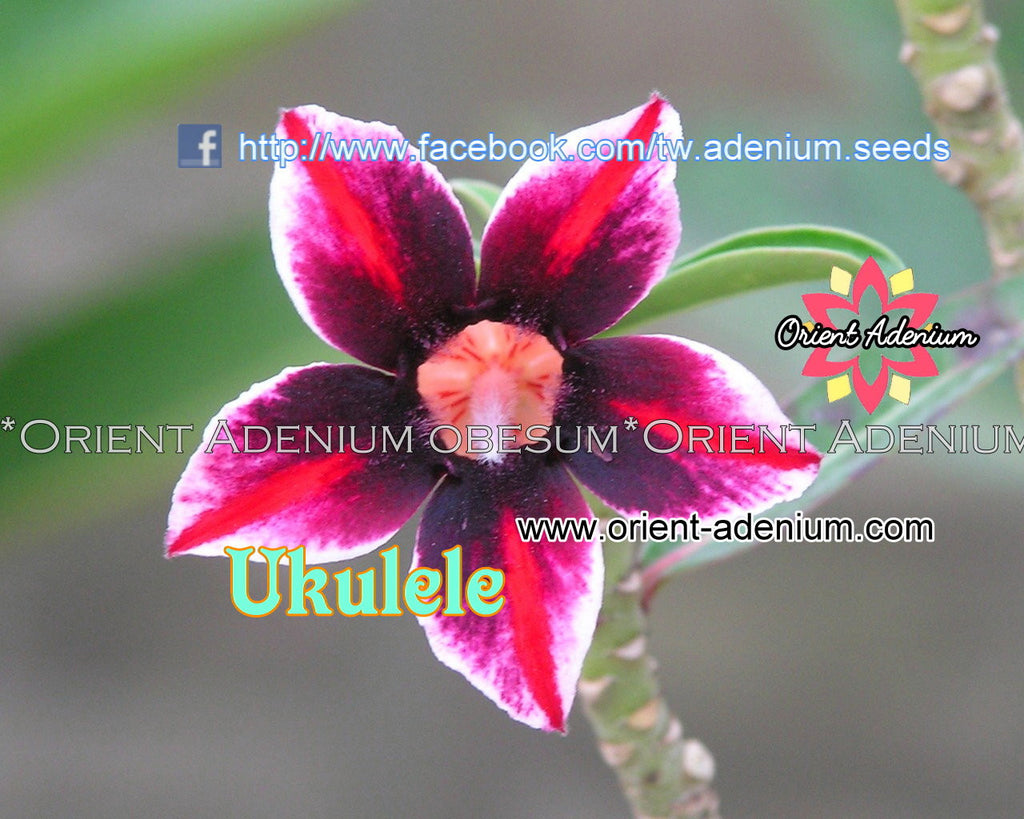 Adenium obesum Ukulele seeds