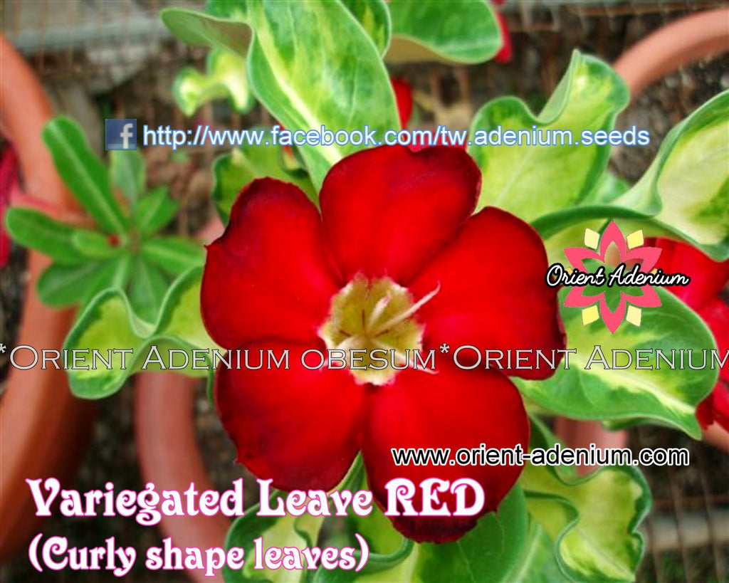 Adenium Variegated Leaves Red Grafted Plant