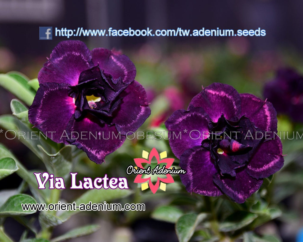 Adenium obesum Via Lactea seeds
