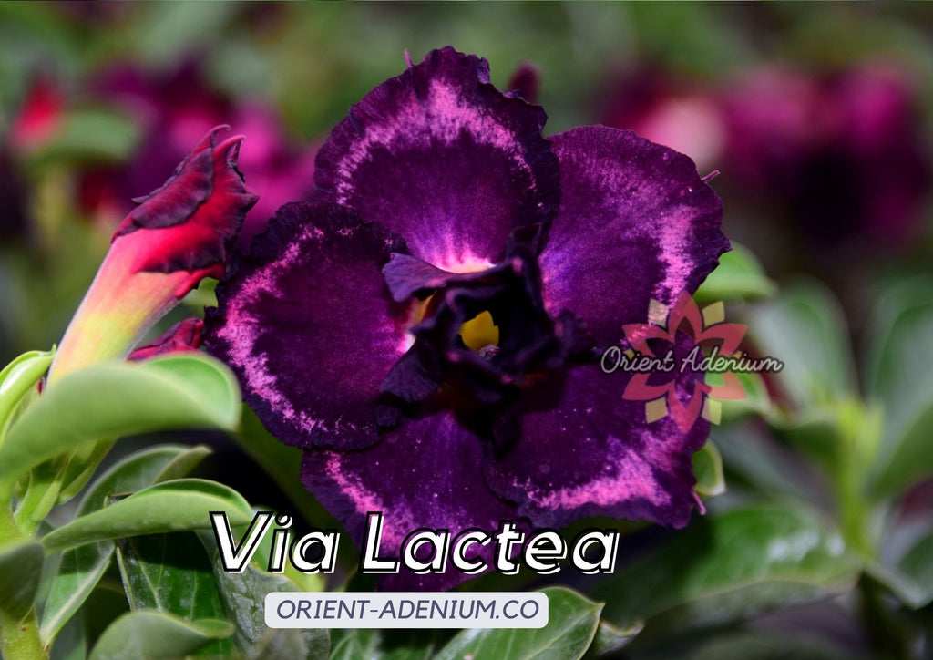 (CROSS BREED) Adenium obesum "Indigo Glaze" X "Via Lactea" seeds