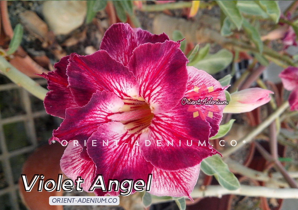 Adenium obesum Violet Angel seeds