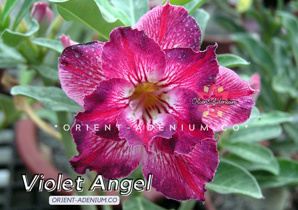 Adenium obesum Violet Angel seeds