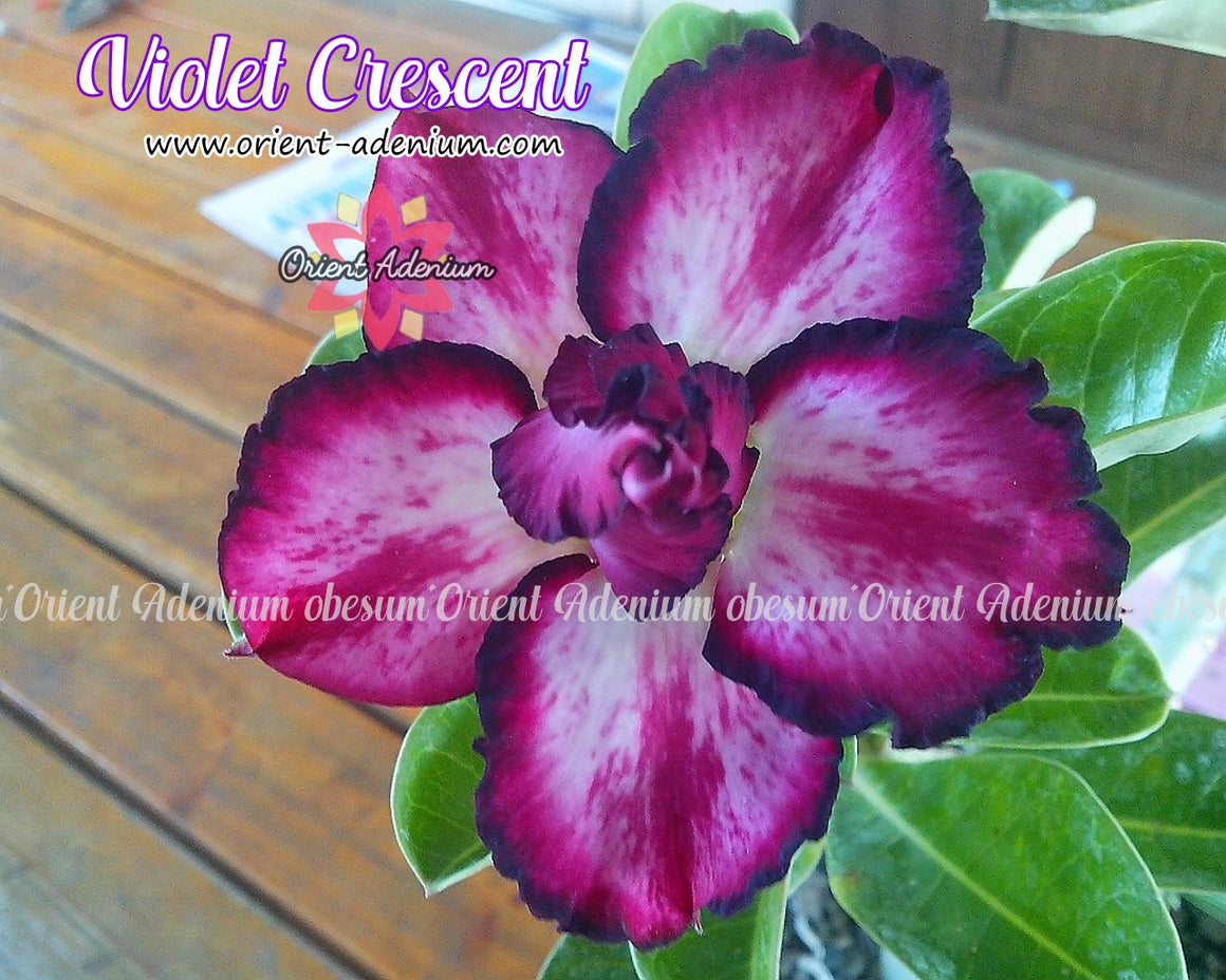 Adenium obesum Violet Crescent  seeds