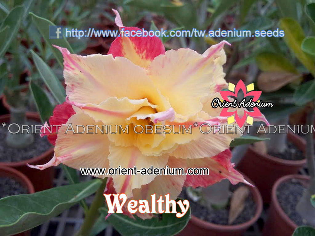 Adenium obesum Wealthy Grafted plant