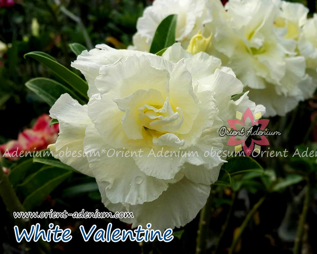 Adenium obesum White Valentine Grafted plant