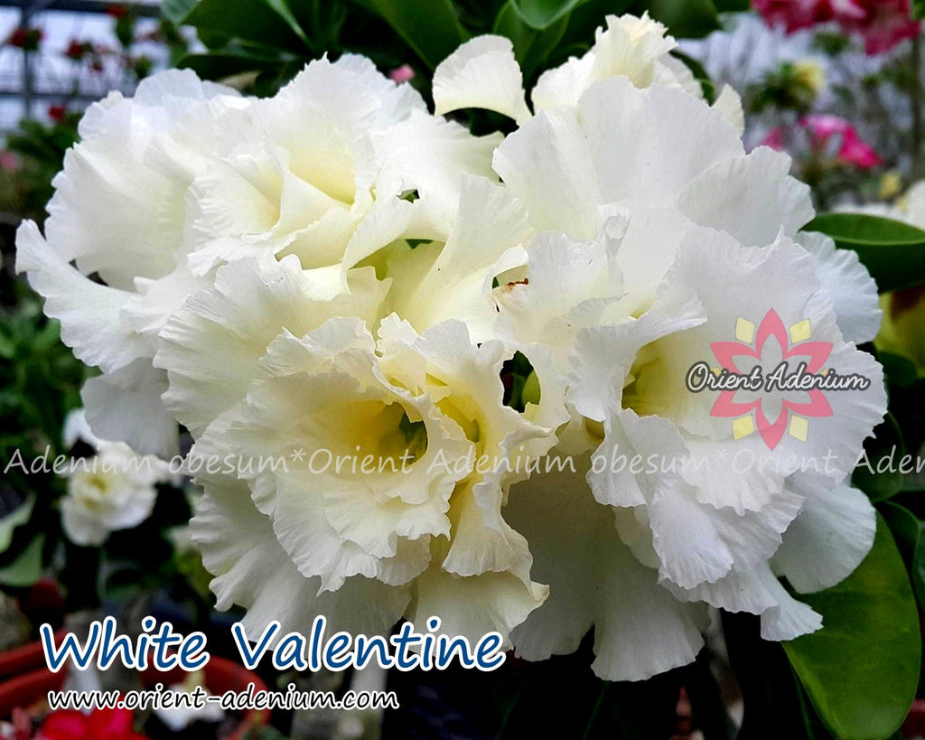 Adenium obesum White Valentine Grafted plant