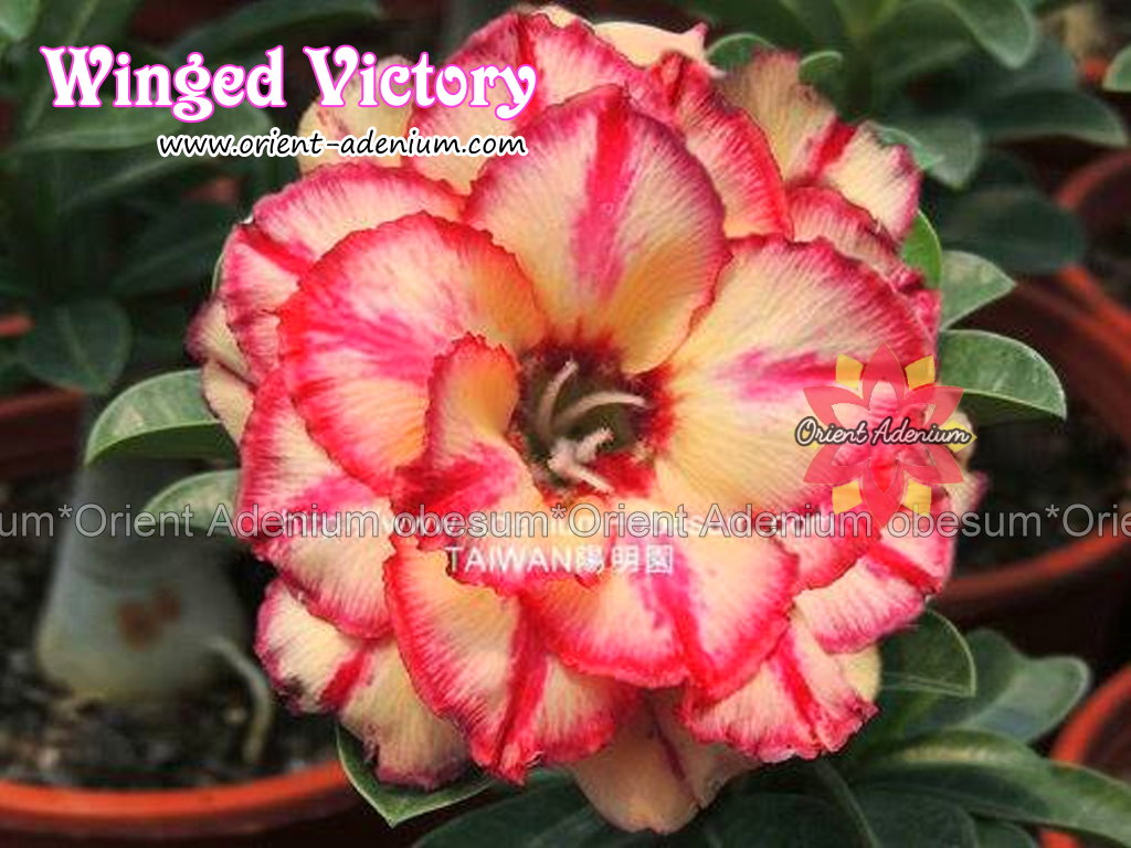 Adenium obesum Winged Victory Grafted plant