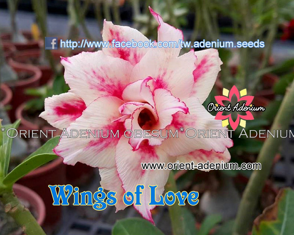 Adenium obesum Wings of Love Grafted plant