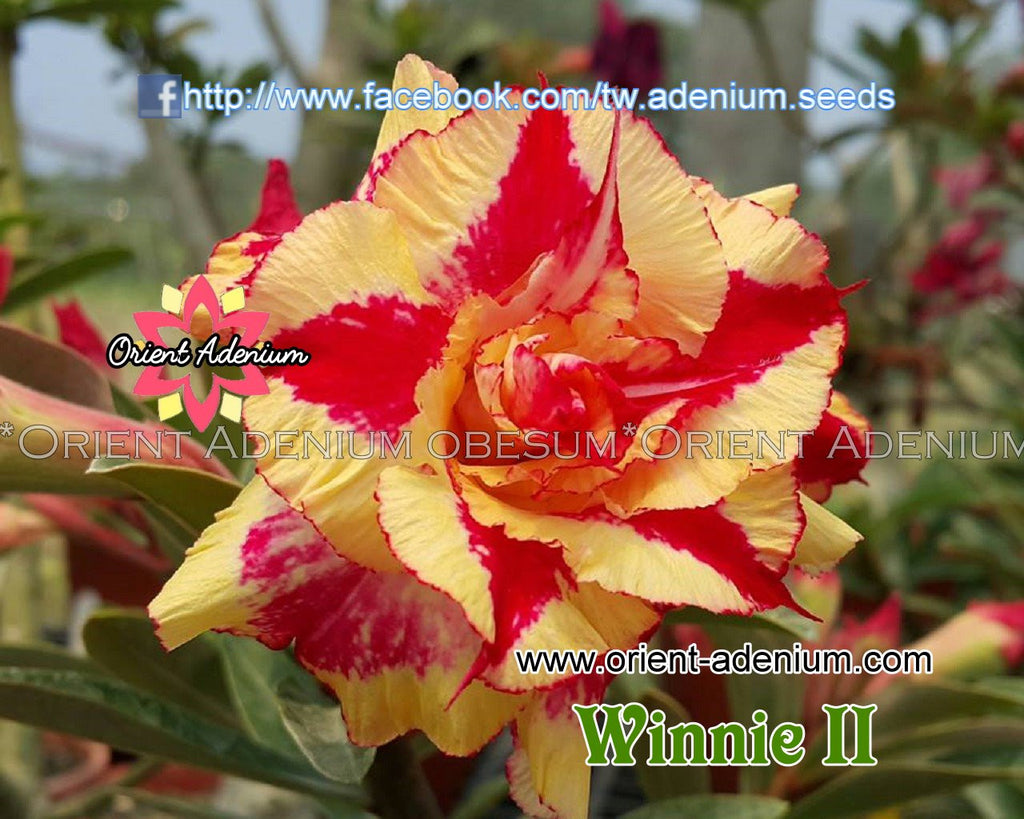 Adenium obesum Winnie II Grafted plant