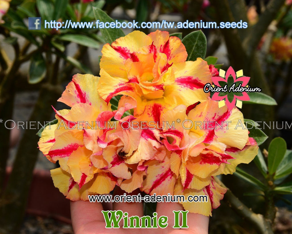 Adenium obesum Winnie II Grafted plant