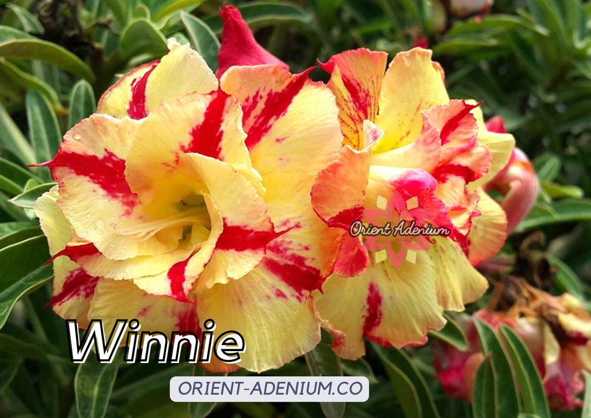 Adenium obesum Winnie Grafted plant