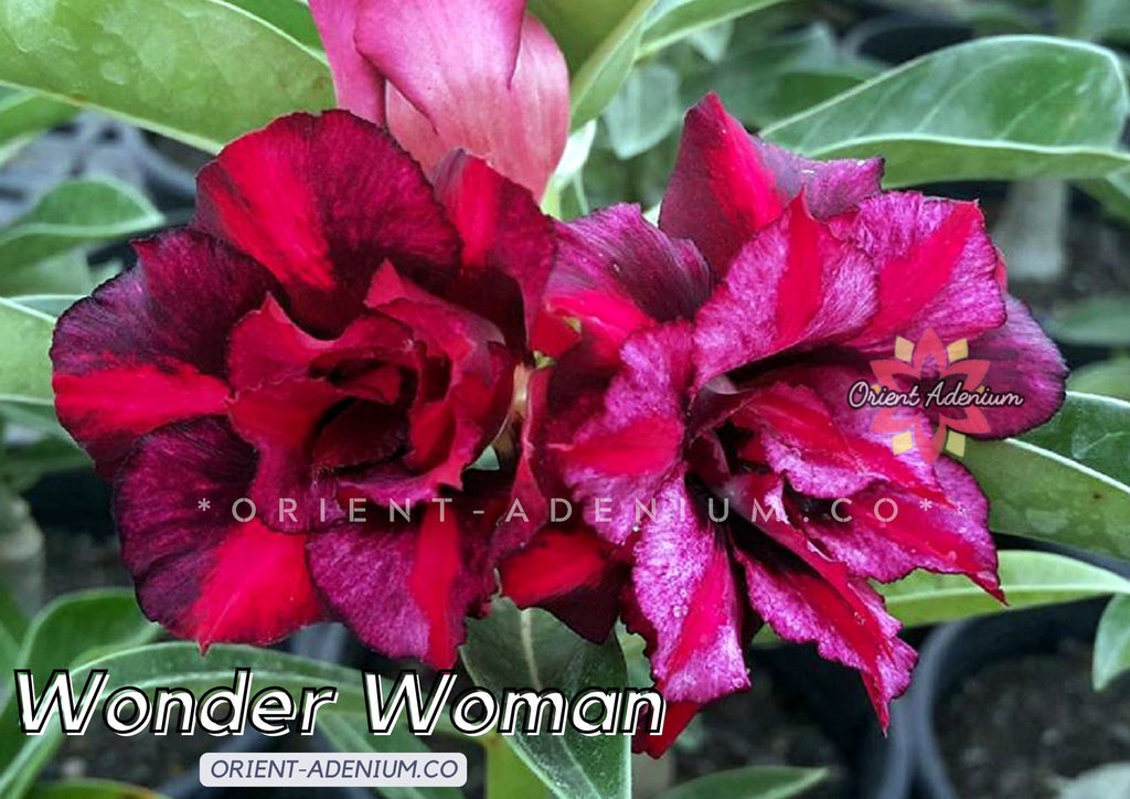 Adenium obesum Wonder Woman Grafted plant