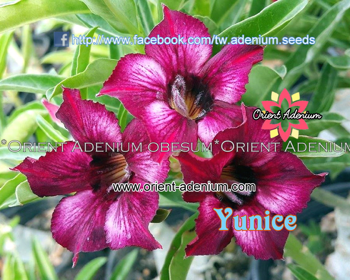 Adenium obesum Yunice Grafted plant